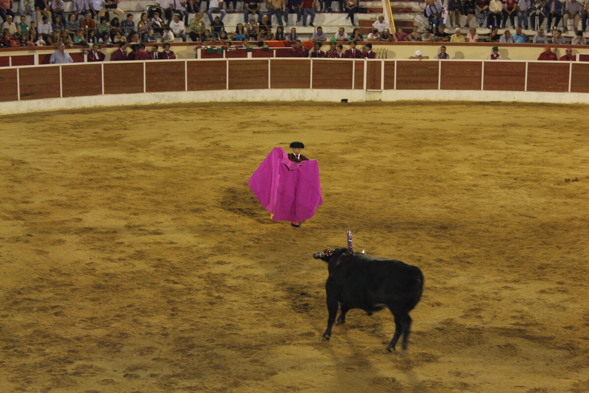 Торейру и бык