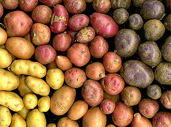 Красные сорта картофеля с желтой и белой мякотью: фото, описание, названия