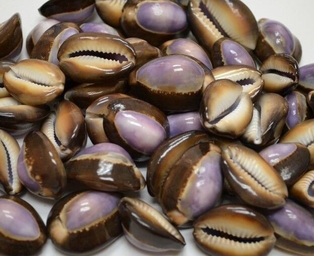 Раковины каури.