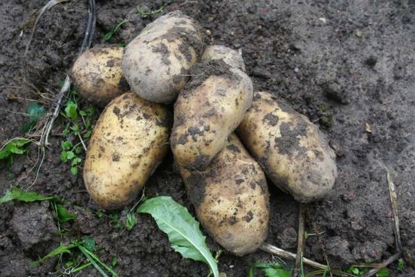 В прошлом году собрали до 4-5 кг картошки с куста. Рассказываю про высокоурожайный способ выращивания