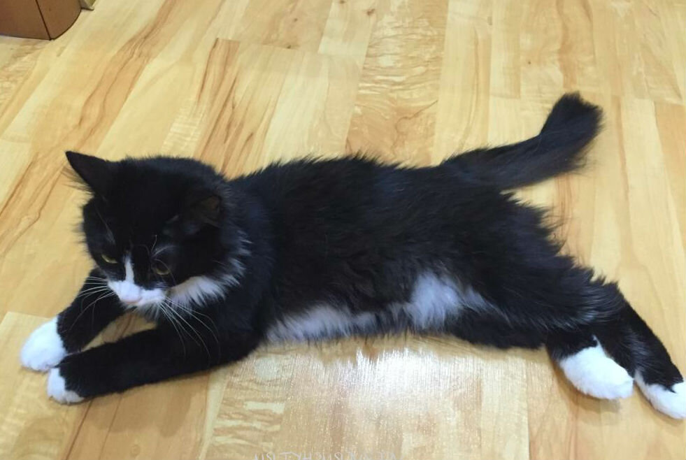 Эта киса очень похожа на Филю до болезни (к сожалению, я не сделала фото с его болячками и до них). Фото из открытого источника.