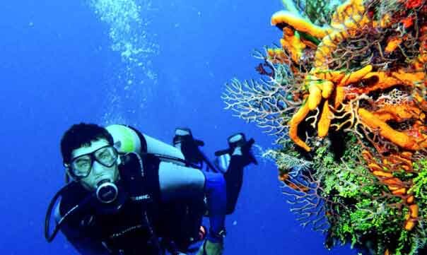 Если  в море вас больше привлекают спрятанные на дне секреты, Вьетнам точно  порадует замечательным соотношением цены и качества в популярных  дайв-сайтах. С аквалангом за спиной можно отправиться на свидание с  тропическими рыбами, черепахами, скатами, муренами, анемонами и  кораллами в разных частях побережья. Новичкам лучше погружаться в  Нячанге и на северной оконечности острова Фукуок. Опытных ныряльщиков  ждут более серьезные глубины Уэйла, Хойана, Кондао, где можно  прикоснуться к обломкам затонувших кораблей.