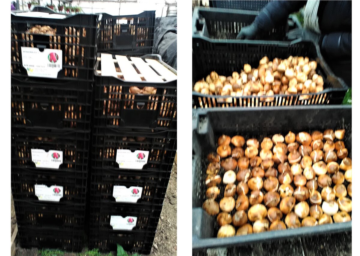 Фото атора.