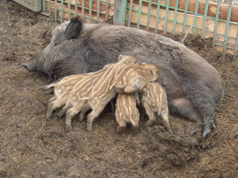  Вот, например, так хорошее предприятие растит и кормит свои кадры. Можно и иначе посмотреть: вот так могут высасывать предприятие, если у него нет хозяина или оно и создано для этого... 