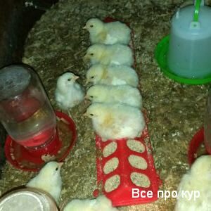 Выращивание цыплят в домашних условиях