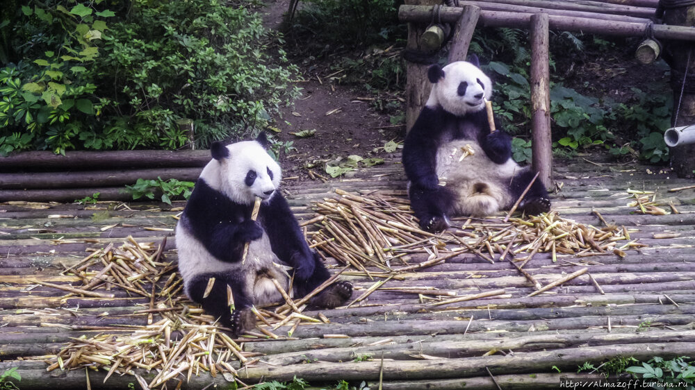 Живые панды в россии. Чэнду Панда статуя. Музей панд в Чэнду. Чэнду Китай центр изучения и разведения большой панды Архитектор. Декоративная Панда Живая сколько стоит.