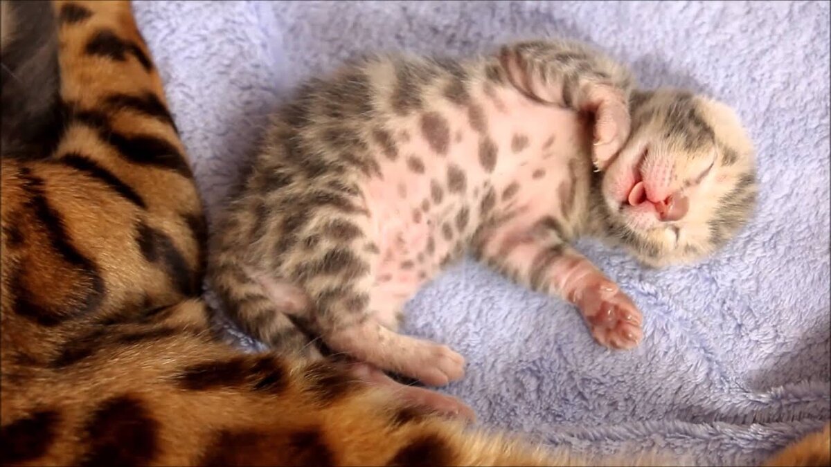 Котята бенгальские фото новорожденного Новорождённые котята разных пород: так и хочется затискать Животные - цветы жизн