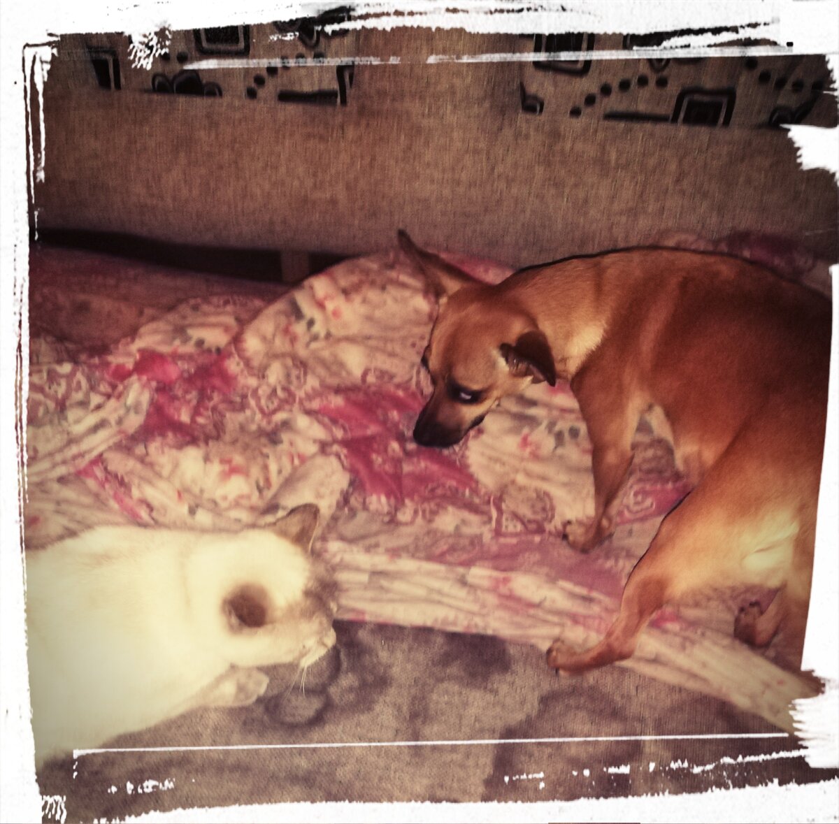 Забеременели у меня дома, в один день собака-той терьер и кошка-сиамской породы. Решил я на этот случай провести эксперимент...Прошу не беспокоиться защитников домашних животных, эксперимент полностью не опасен, и не один животный не пострадает, даже наоборот приобретут навыки другого представителя вида... То есть котята станут гавкать, а щенята мяукать!!!