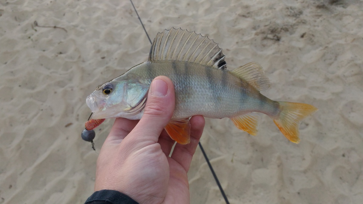 Окунь ,пойманный на long John.