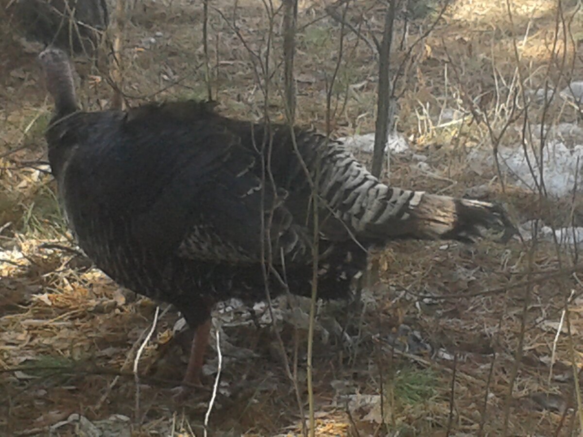 Явно , не погулять пошла.