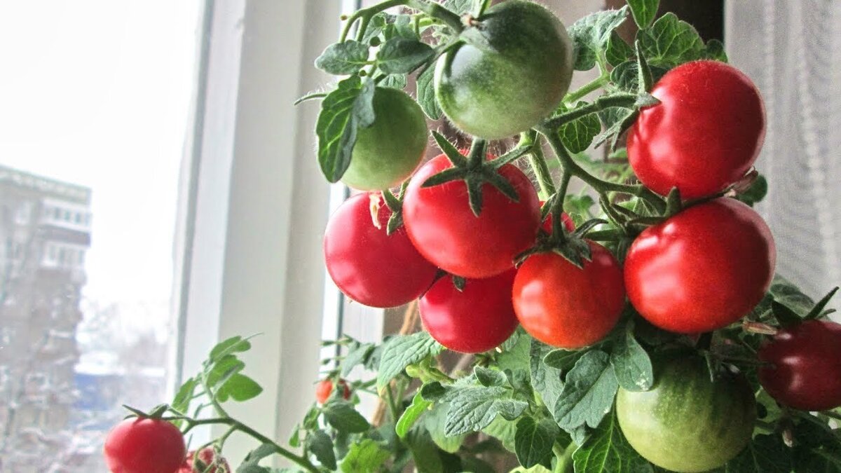 Взято с открытых источников интернета.  