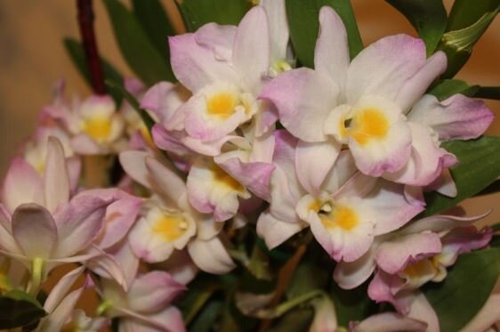 Дендробиум Новой Гвинеи