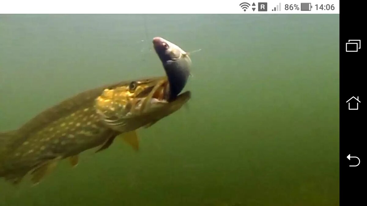 фото Снасть на мертвую рыбку: схема + снасти на щуку