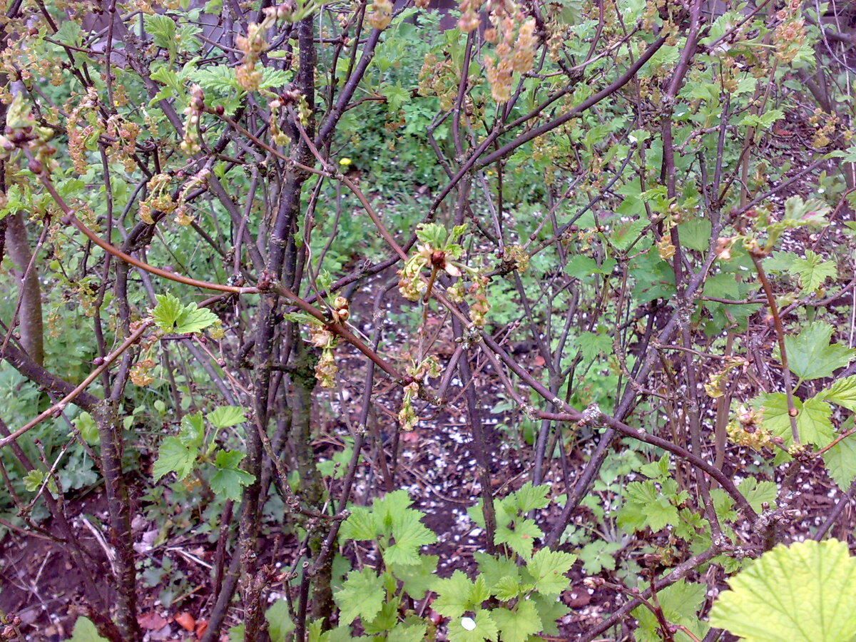 Красная смородина. Некоторые ветви начинают усыхать