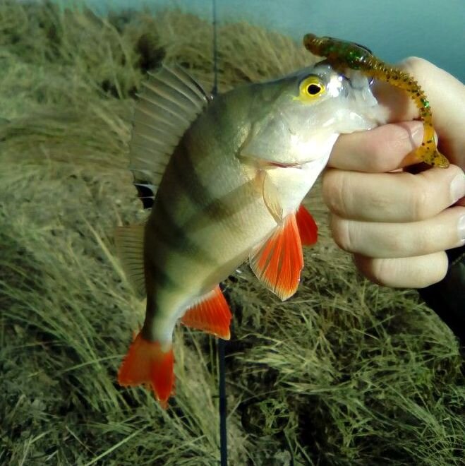 Окунь на отводной поводок