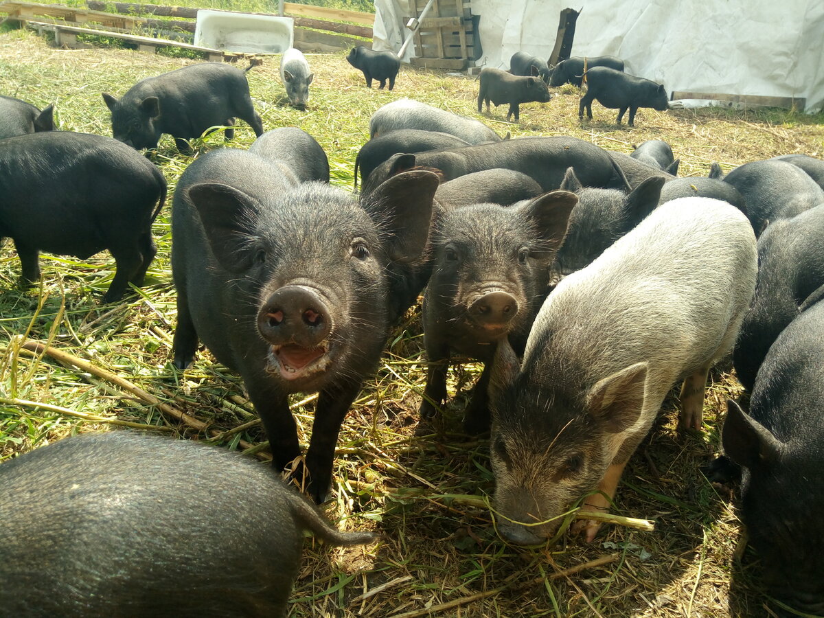 Юные археологи.