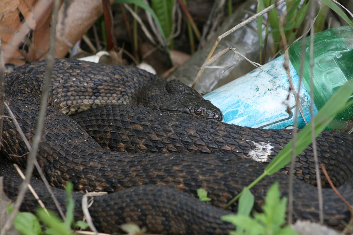 Грачи и скворцы первыми весну встречают гадюка ядовитая змея