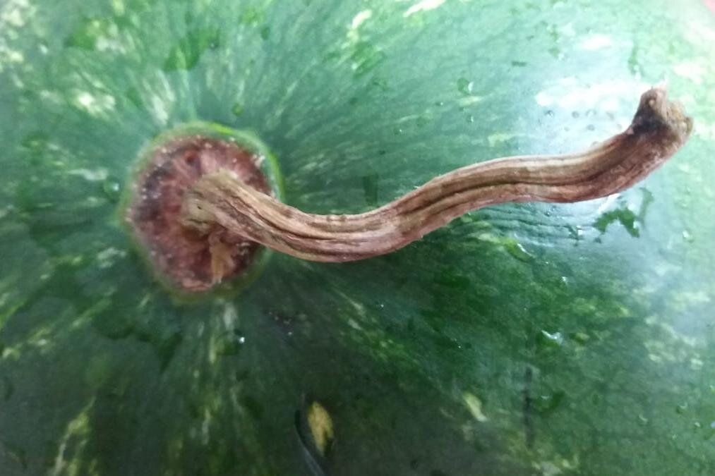 Фото  ПРОСТО-R.ru (автора)