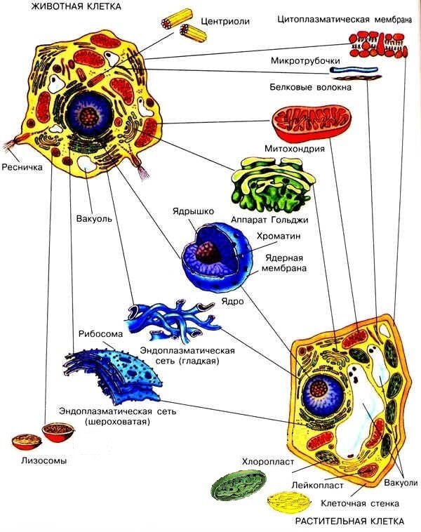 Сравнение строения животной и растительной клетки.