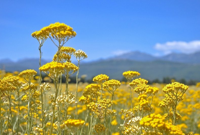 Бессмертник песчаный (Helichrysum)