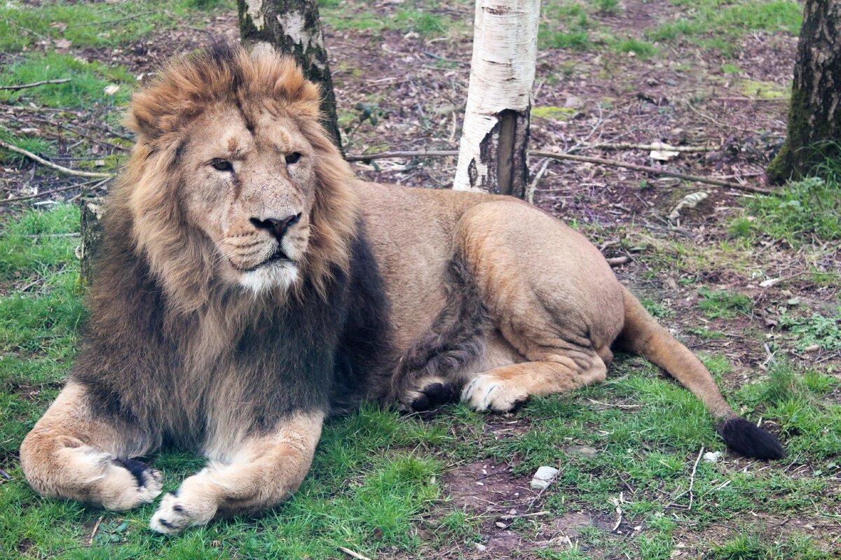Король зверей