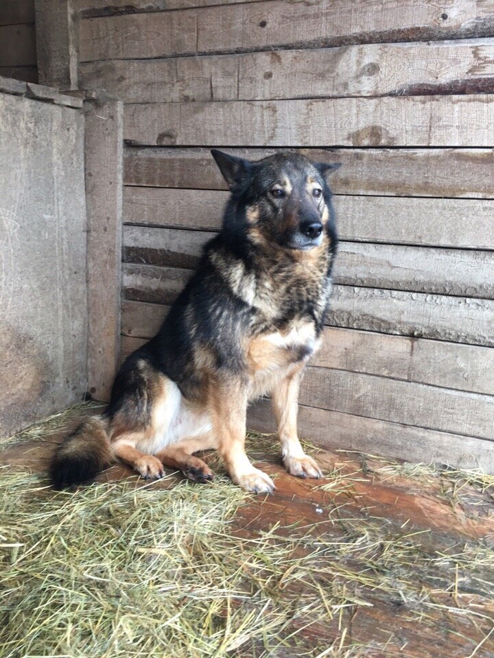 г. Архангельск п. Катунино приют "Милосердие"
