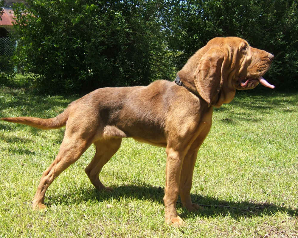 Bloodhound на русском. Бладхаунд (гончая). Бладхаунд гончая собака. Бладхаунд породы охотничьих собак. Фламандский бладхаунд.