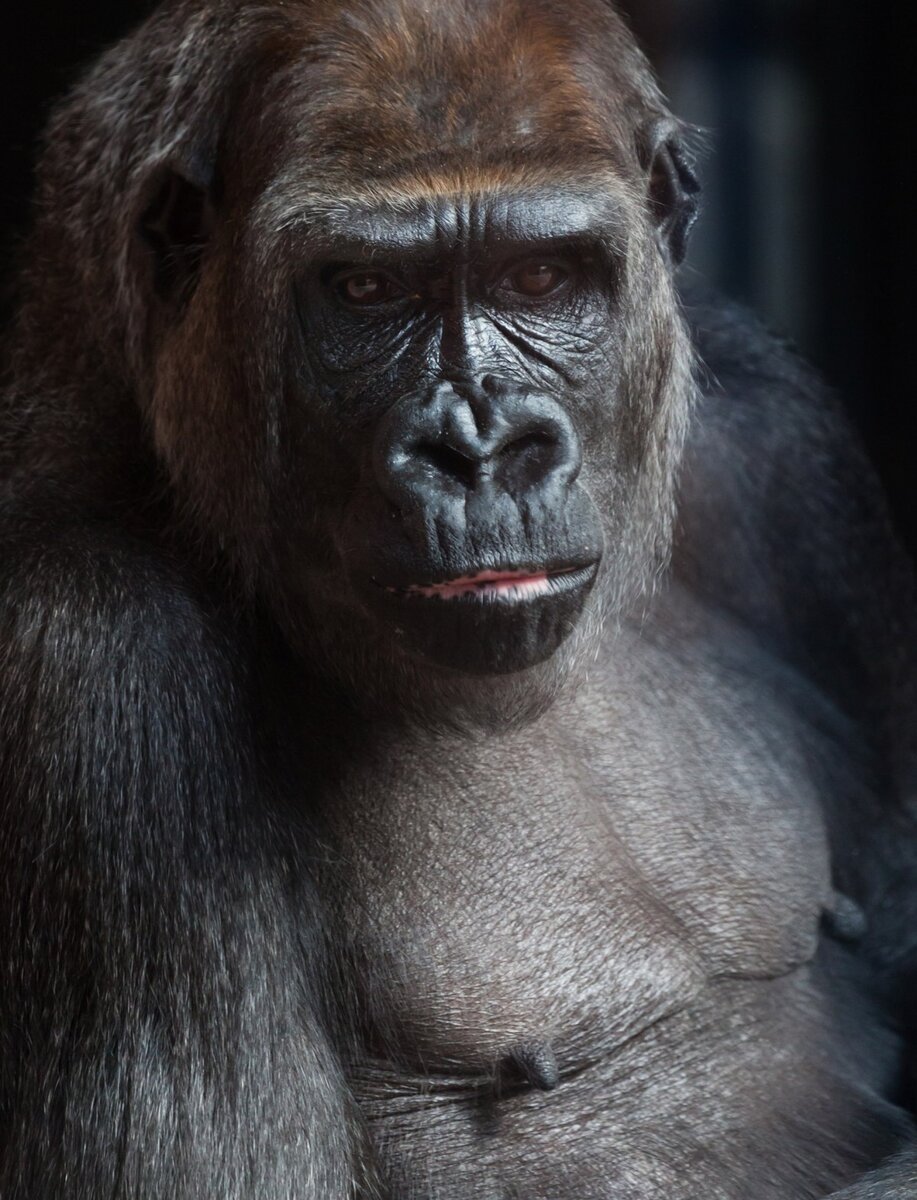 Горилла Лейпцигского зоопарка

Источник:   https://c.pxhere.com/photos/15/85/africa_animal_ape_big_black_endangered_eyes_face-1022666.jpg!d 