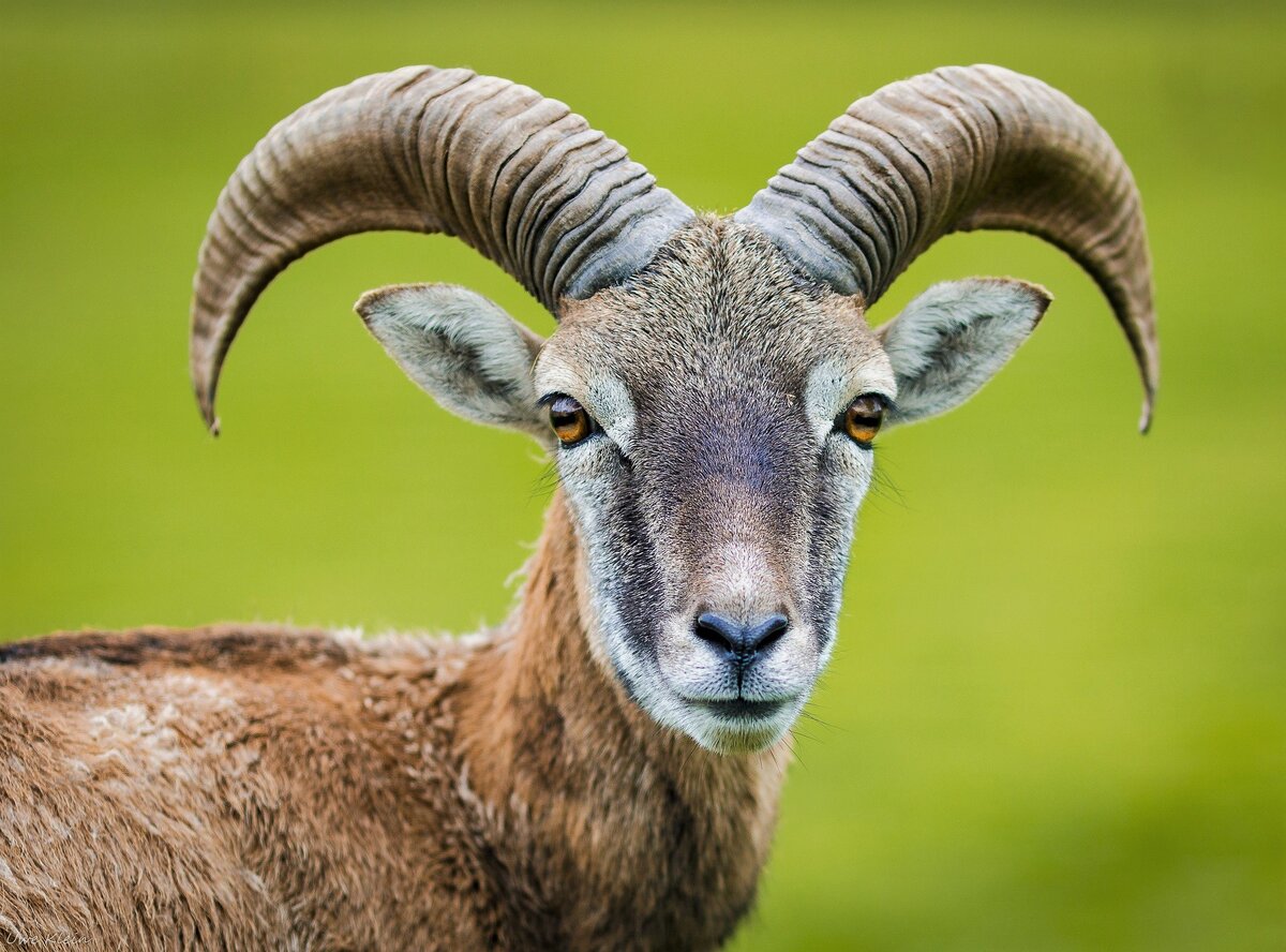 Изображение из Pixabay