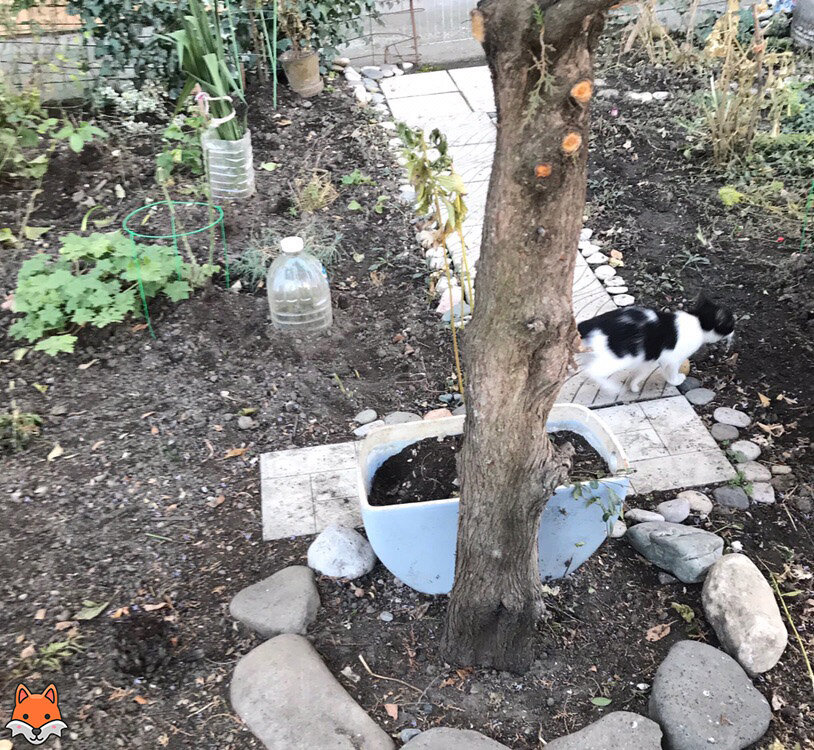 первый котенок, бегущий от меня.