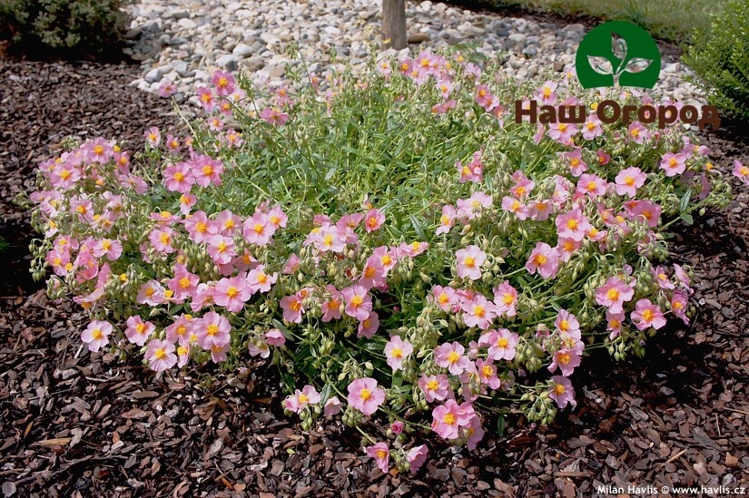 А вы не забыли про солнцецсвет?