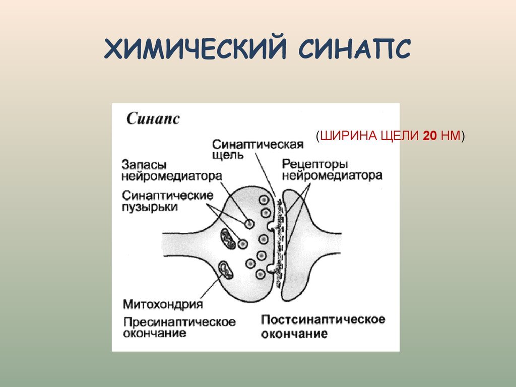 Синаптическая щель химического синапса. Значение химических синапсов. Структура типичного химического синапса. Синапсы строение химического синапса. Свойства электрических синапсов.