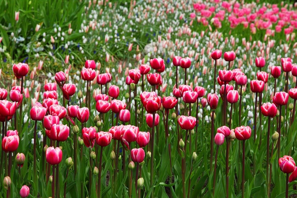https://cdn.pixabay.com/photo/2010/12/13/10/21/beautiful-2703_960_720.jpg