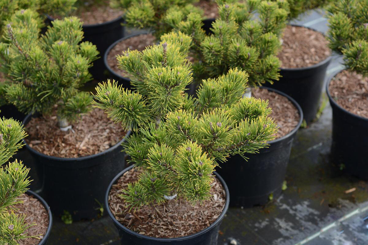 Растения с закрытой корневой системой (ЗКС)