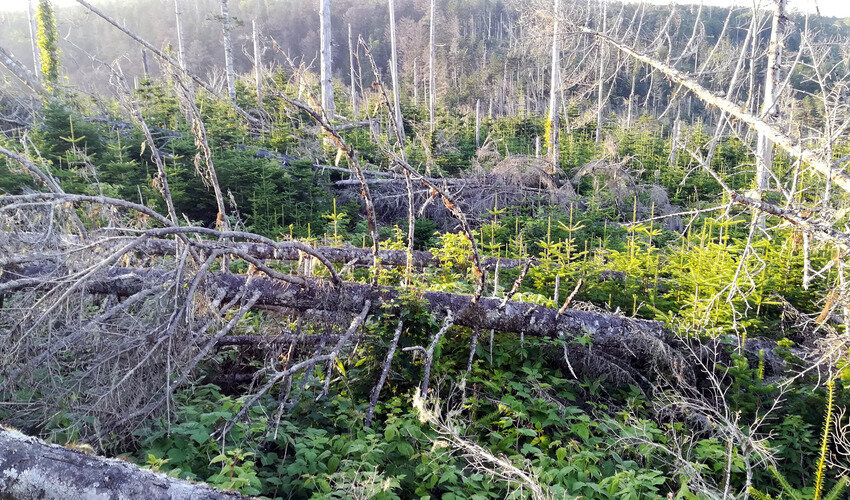 Фото: ФГБУН Ботанический сад-институт ДВО РАН