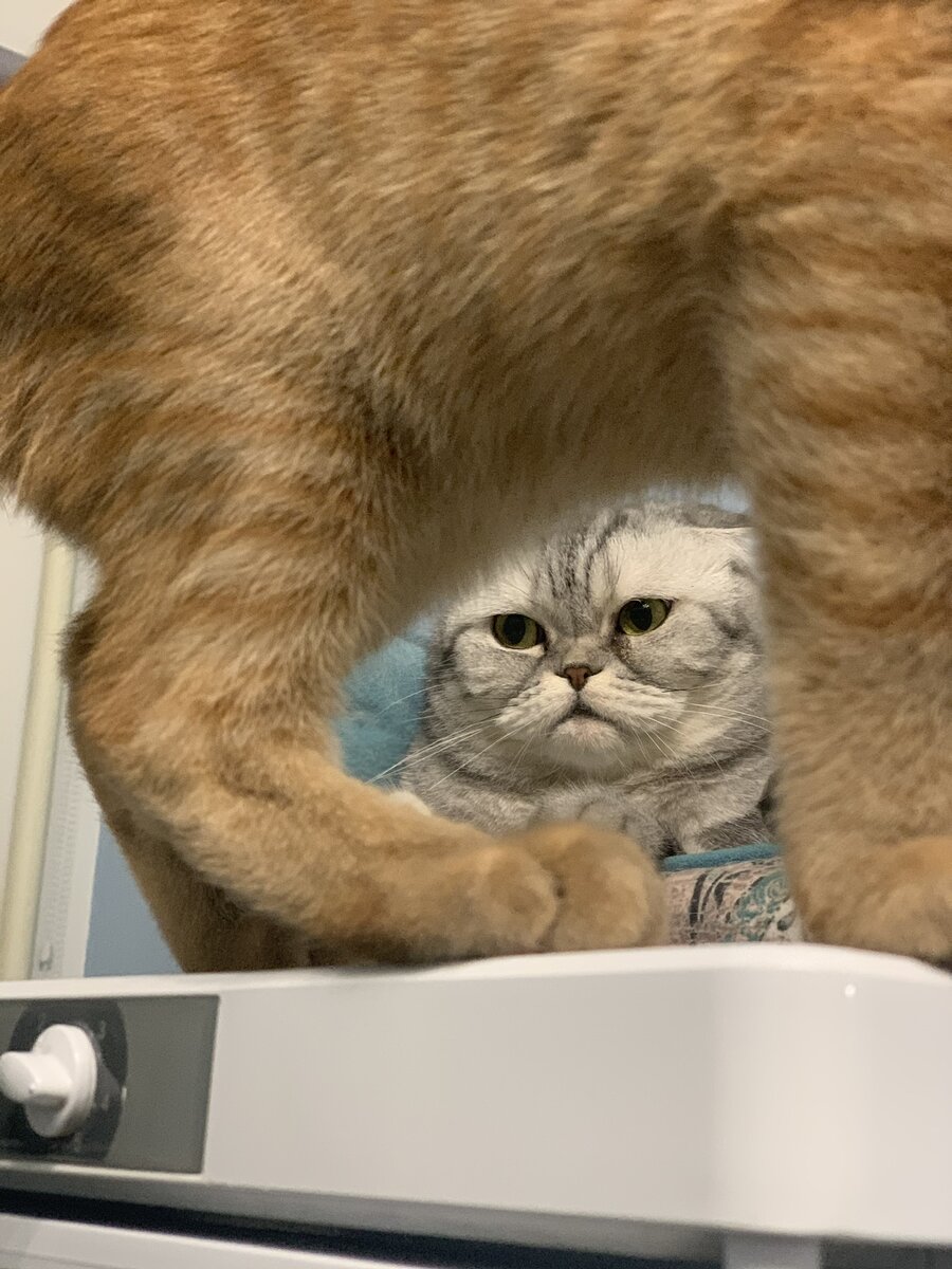 Леечка в пирожке