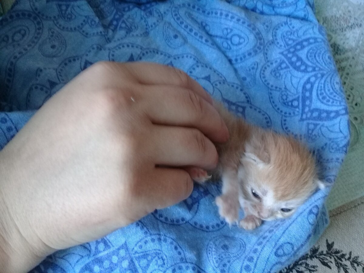 Цыпа пытается играть. Хорошо открывает глазки. У него очень ясным стал взгляд. 