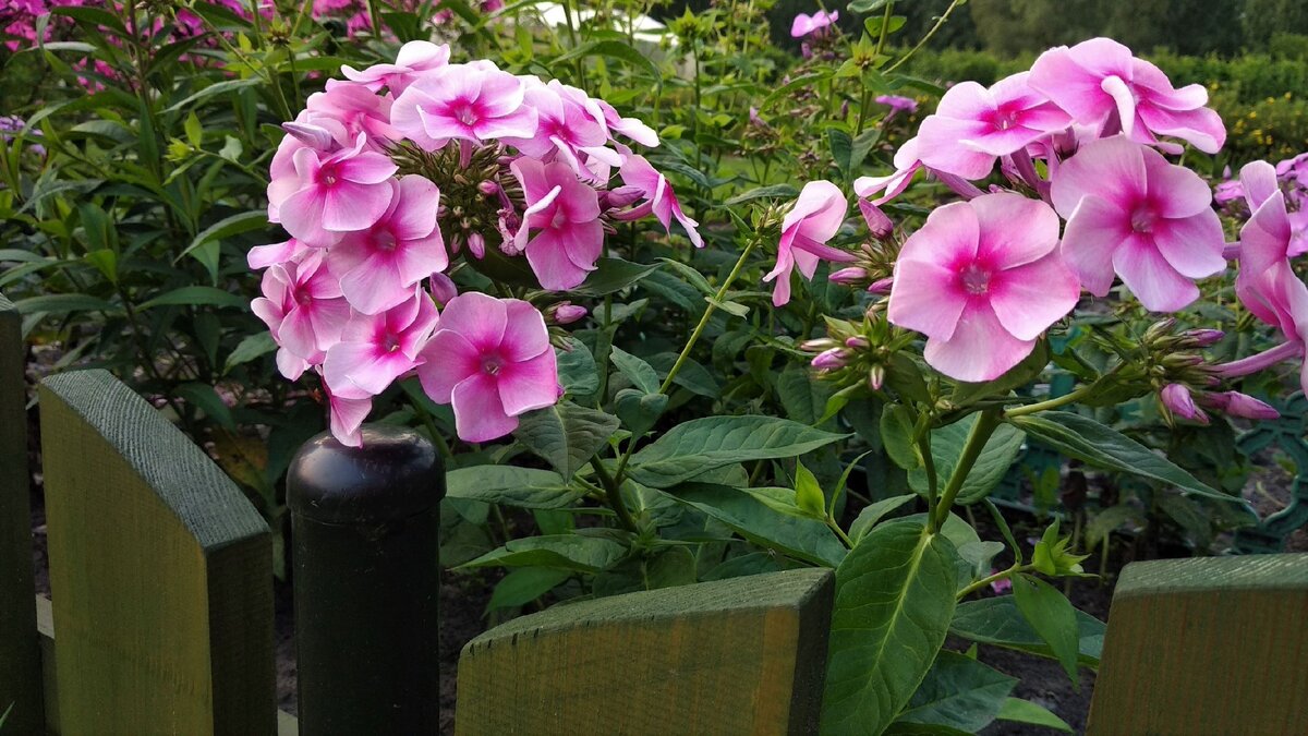 Весенняя пересадка многолетних цветов – правильное время и способы бережного пересаживания