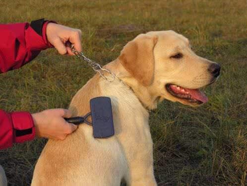 Поскольку у разных пород собак шерсть разная, то и советы по уходу за ней различаются.