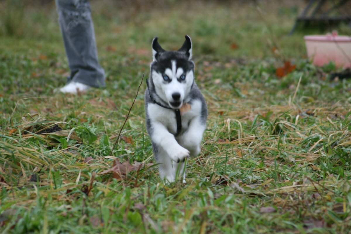 Ура, хозяйка! Самое время сделать лужу!