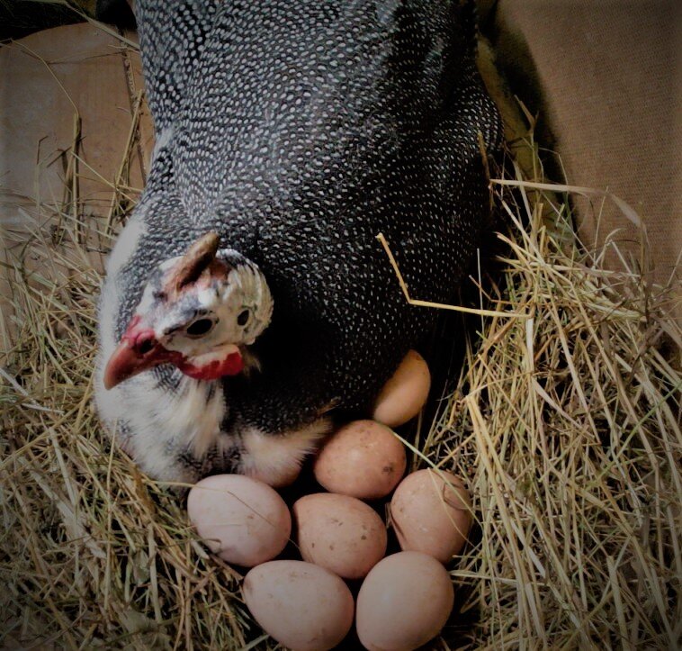 #яйцо цесарки 