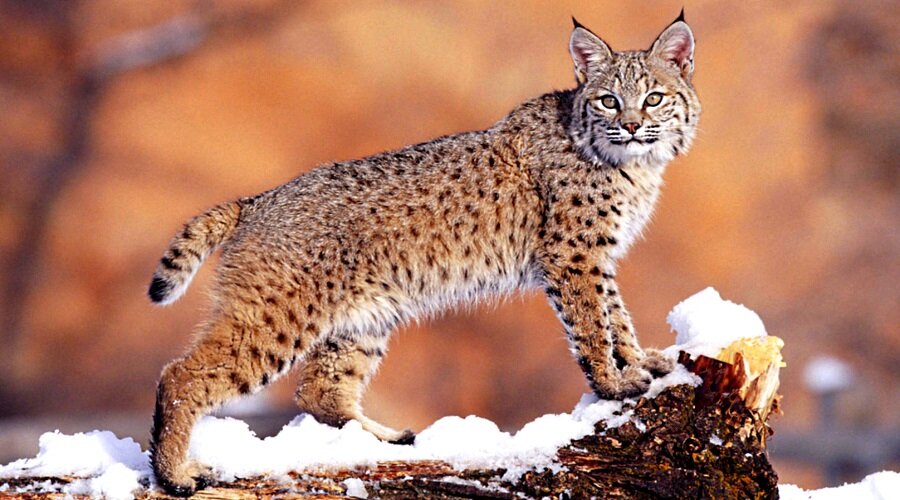 Рысь зимой...