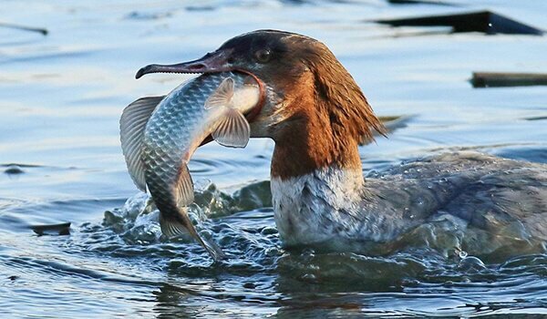 Крохаль с добычей