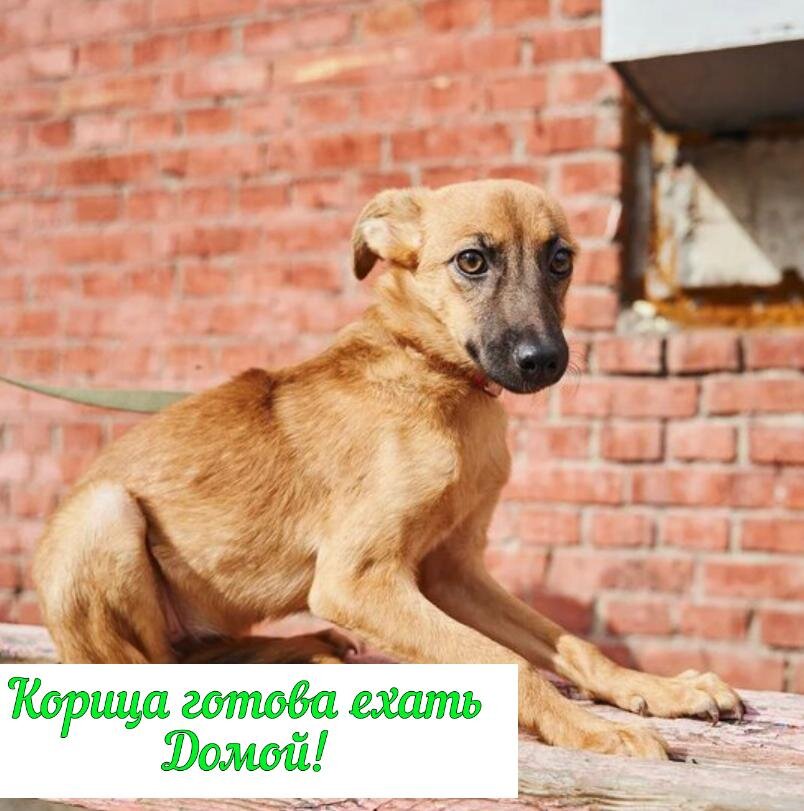 Корица в предвкушение верных мам и пап