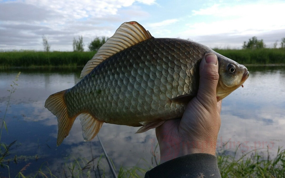 Бойкий и увесистый карась 