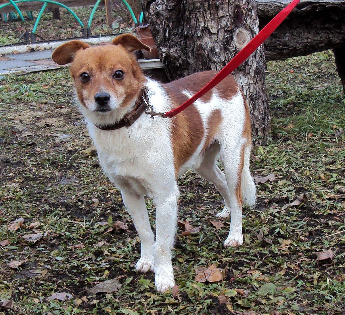 "Где же ты, хозяин?"