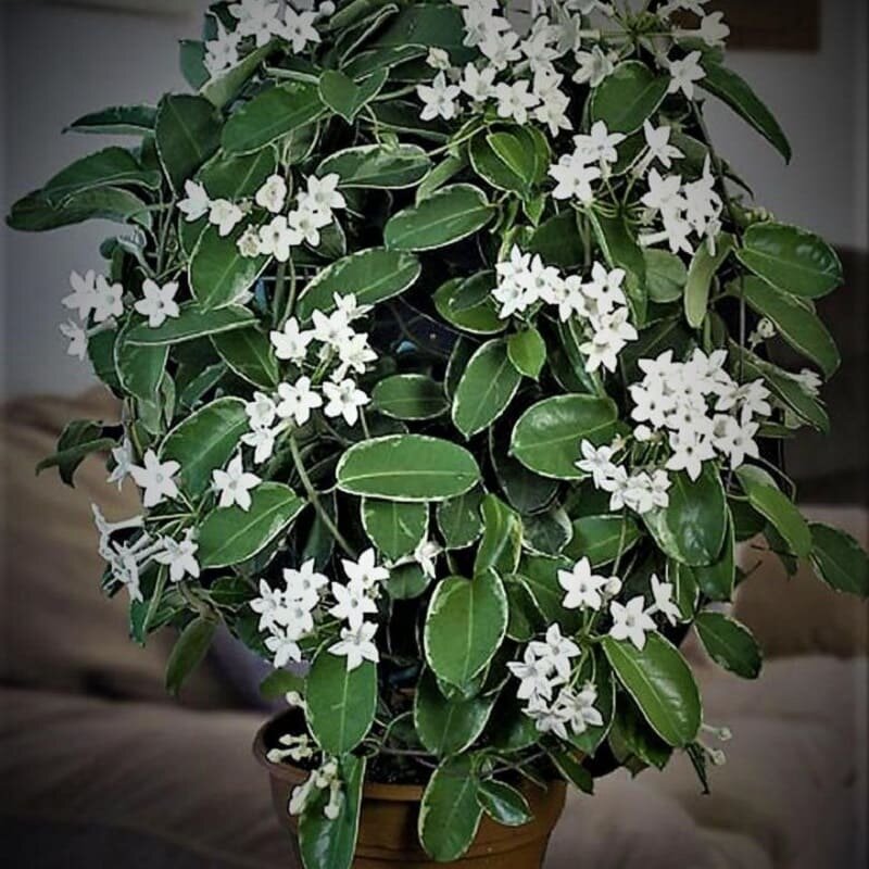 Стефанотис обильноцветущий Stephanotis floribunda 45/12 — цена в LETTO