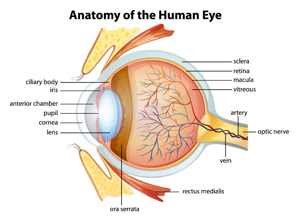 Строение человеческого глаза: анатомия, описание