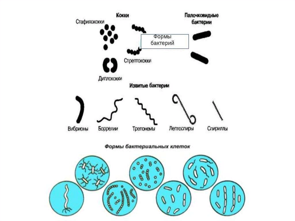 Форма бактерий кокки палочки извитые. Формы бактерий кокки диплококки стафилококки. Формы бактерий извитые кокки палочковидные. Бактерия стафилококки форма бактерий.