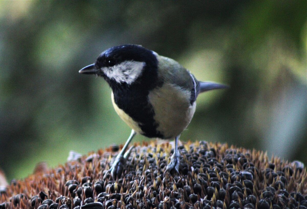 Маленькая воришка 